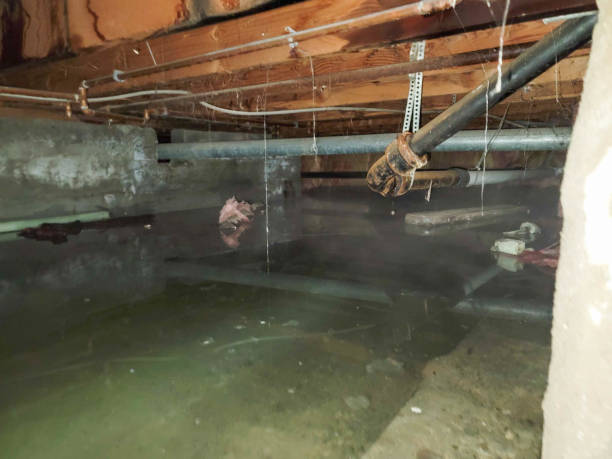 Best Water damage restoration cost  in Morningside, MD