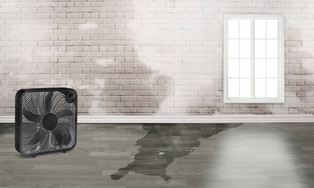 Best 24/7 water damage repair  in Morningside, MD