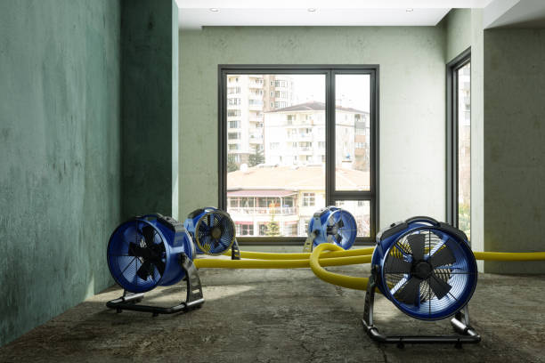 Best Professional water damage repair  in Morningside, MD
